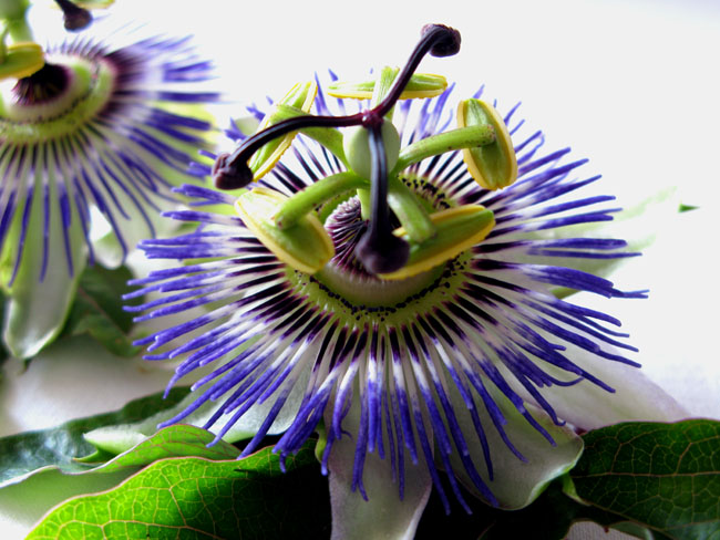 passiflora01