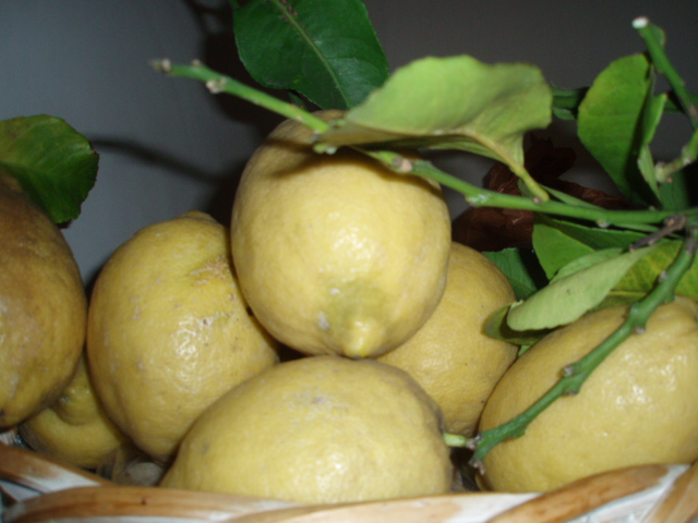 Limoni di Amalfi