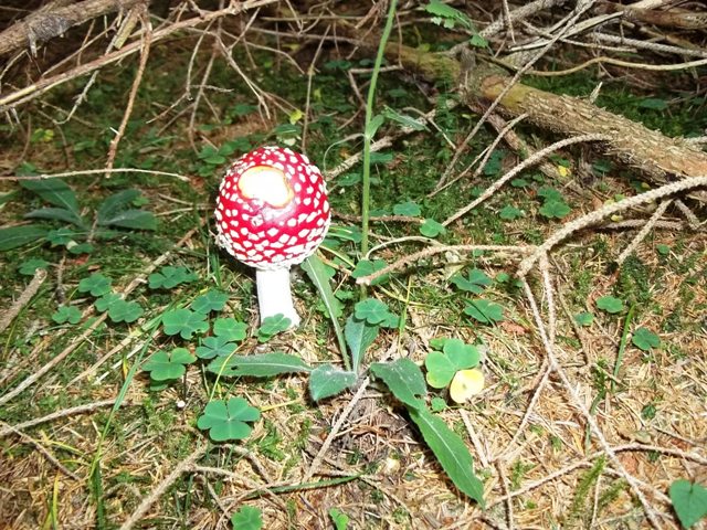 amanita1