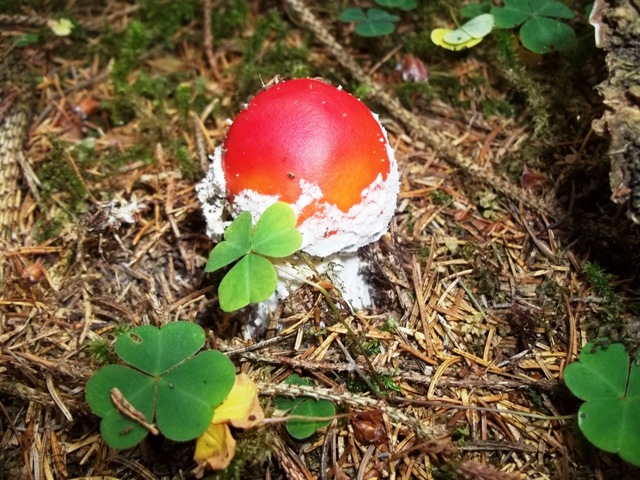 amanita2